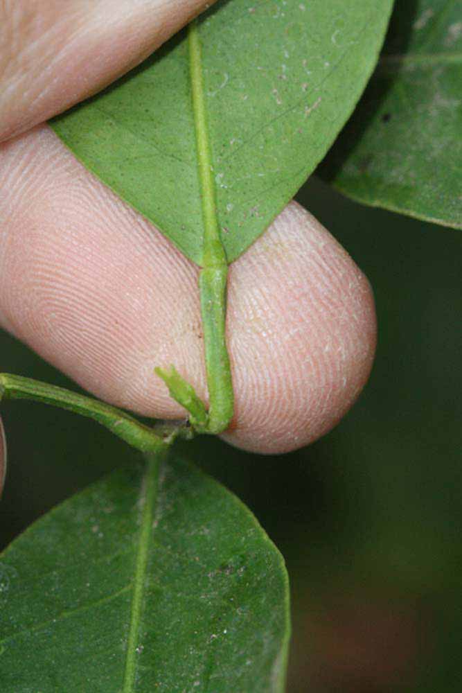              Petiole (Riverside, CA)       